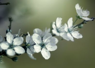 Japanese cherry blossoms 