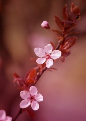 Japanese cherry blossoms 