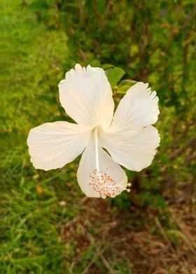 White Hibiscus