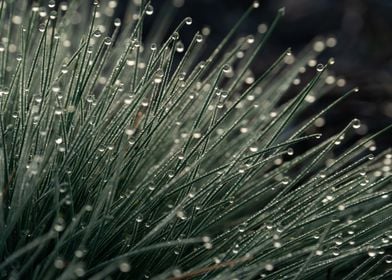 Morning Dew On The Grass 