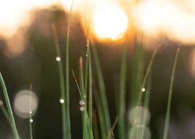 Morning Dew On The Grass