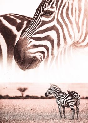 African Wild Zebra Savanna