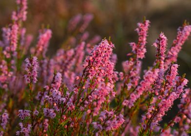 Morning Dew On The Heather