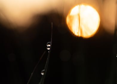 Morning Dew On The Grass