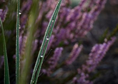 Morning Dew On The Grass 