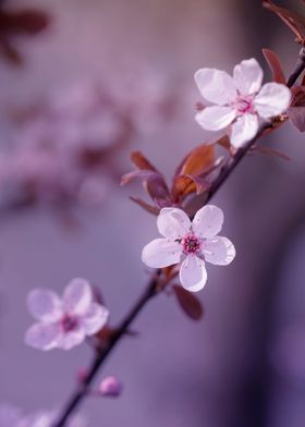 Japanese cherry blossoms 