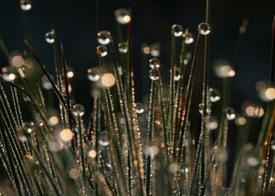 Morning Dew On The Grass