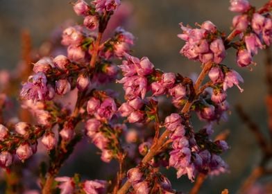 Morning Dew On The Heather