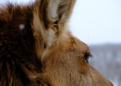 animal looking away