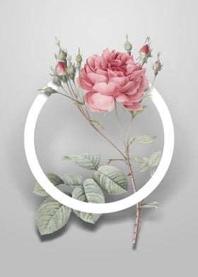 Pink Cumberland Rose Art