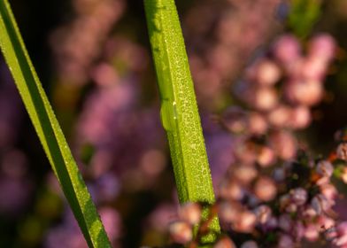 Morning Dew On The Heather