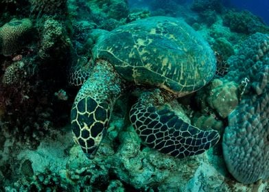 Big Turtle On The Coral 