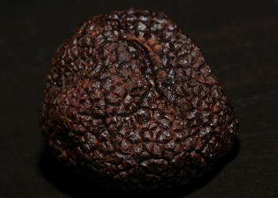 Black winter truffes macro