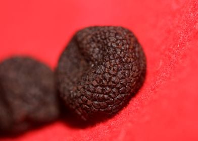 Black winter truffes macro