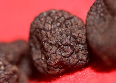 Black winter truffes macro