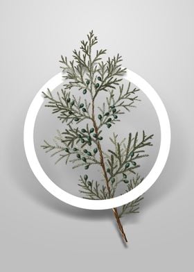 Virginian Juniper Flower