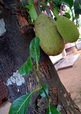 Jack Fruit Tree2