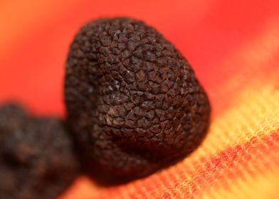 Black winter truffes macro