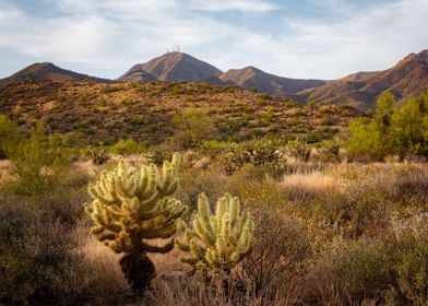 the great nature desert