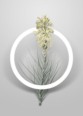 Yellow Asphodel Flower Art