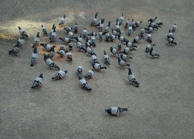 Typical Pigeons