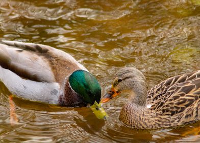 Ducks hanging