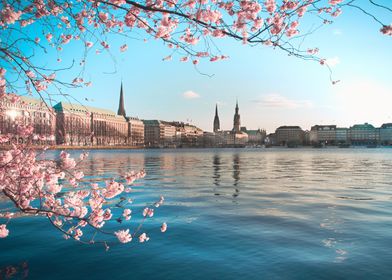 Cherry blossoms with view 