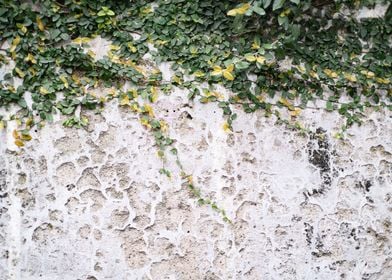 Rustic Leafy Positano Wall