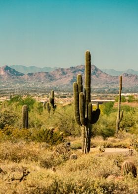 the great nature desert