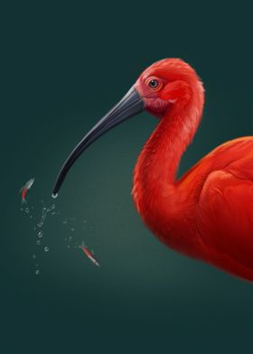 Scarlet Ibis