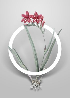 Gladiolus Cardinalis Art