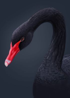 Black swan