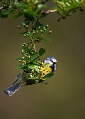 Blue Tit Hangs On