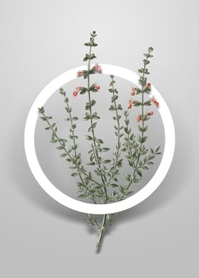 Cat Thyme Plant Flower Art