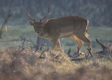 Grazing Buck