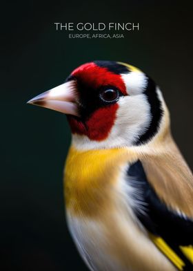 Wild Goldfinch Song Bird