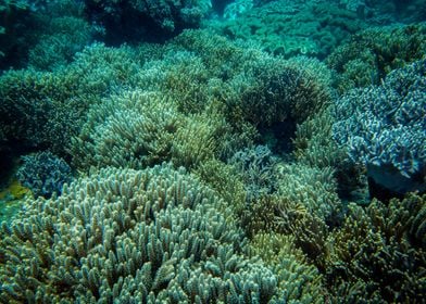 Underwater Garden