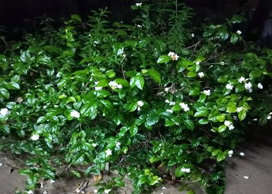 Jasmine In Night