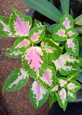 Coleus