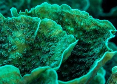 Coral reef