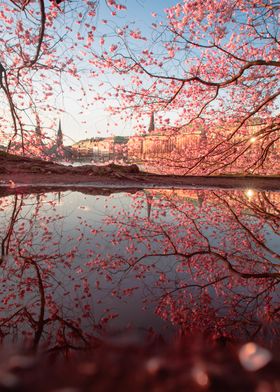 Spirit blossoms