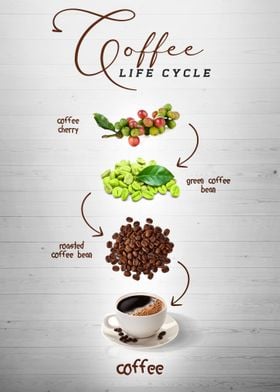 Coffee Life Cycle