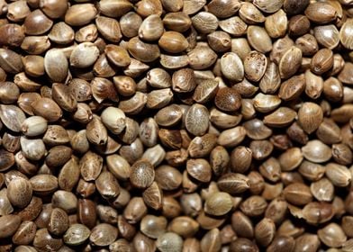 Cannabis seeds close up