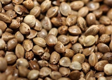 Cannabis seeds close up