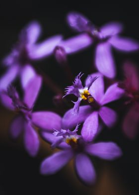 Epidendrum in purple