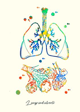 Lungs and alveoli