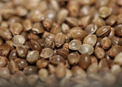 Cannabis seeds close up