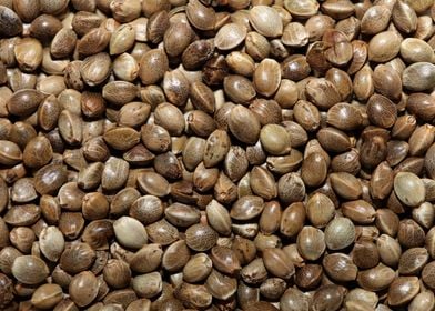 Cannabis seeds close up