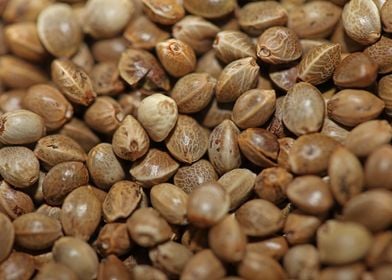 Cannabis seeds close up