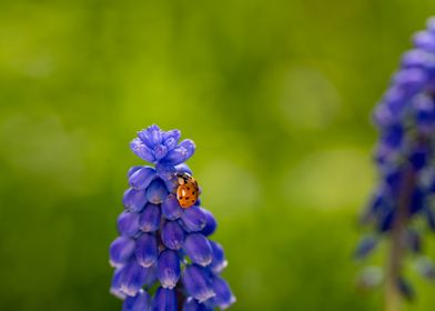 Ladybug on a hyacinth 